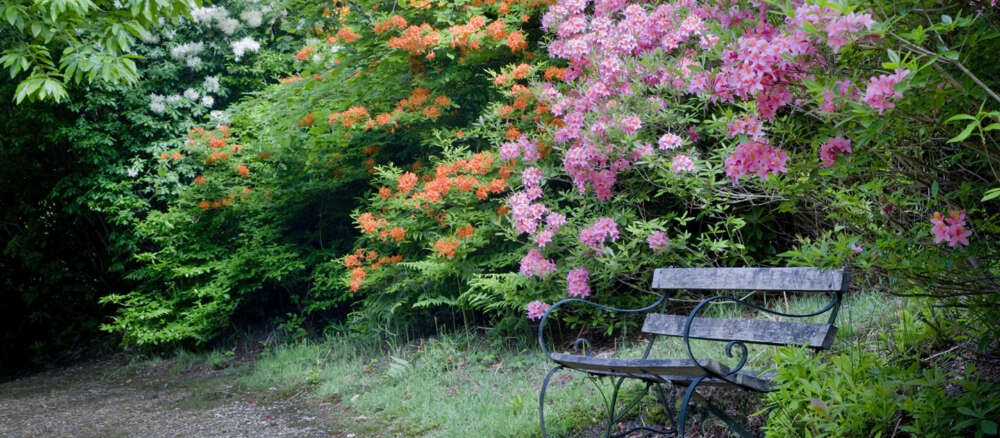Club Outing to an Exhibition in Leith Hill Place and nearby Rhododendron Wood